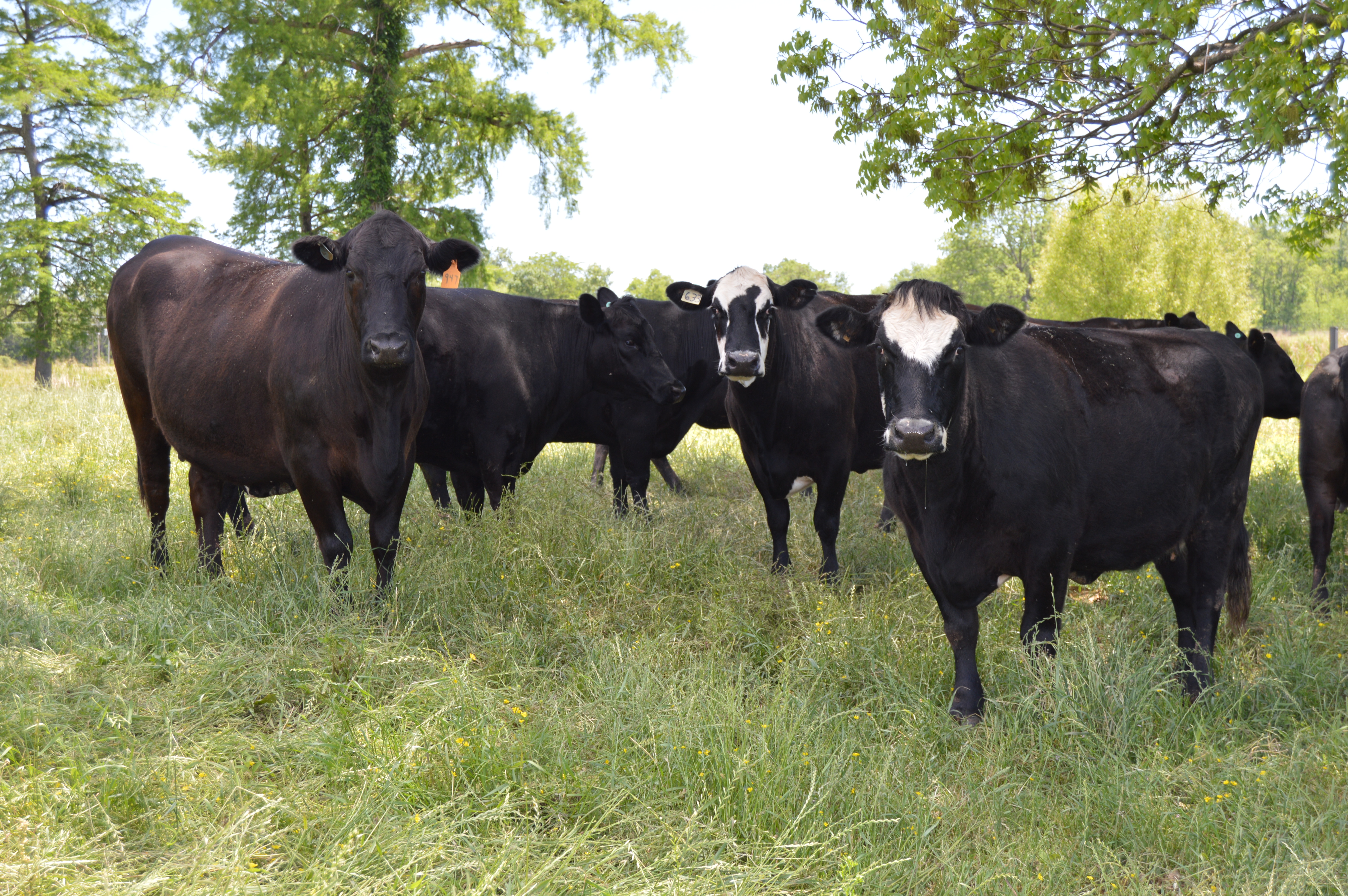 AgCenter experts urge cattle health programs